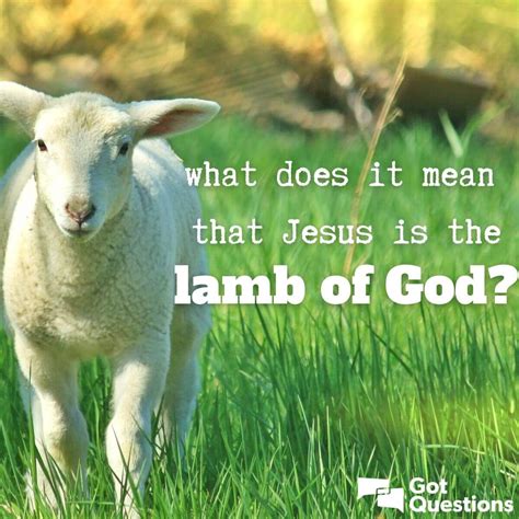 lamb tagalog|Lamb Meaning .